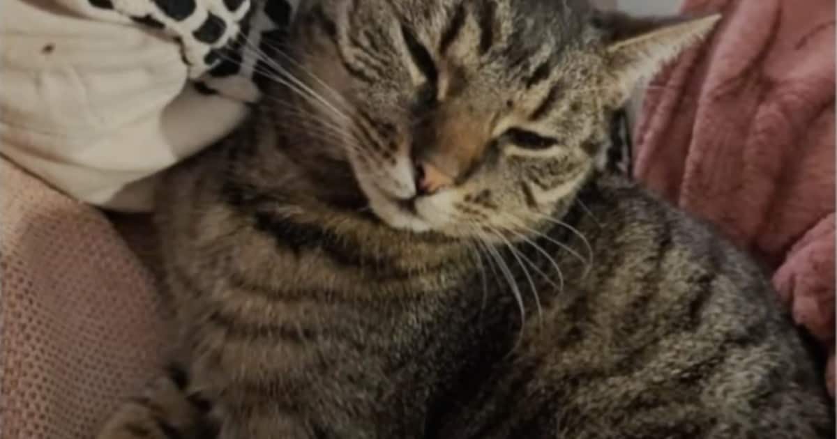 Heb jij Toetje, Mini of Magic gezien? Deze vier huisdieren worden in Nieuwkoop vermist