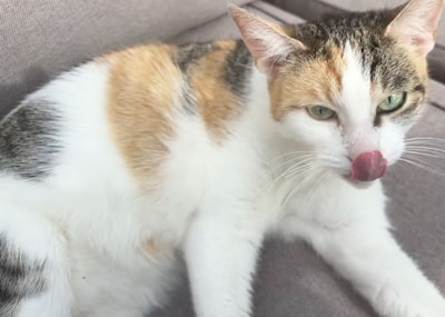 Heb jij Kitty gezien? Dit huisdier wordt in Vught vermist