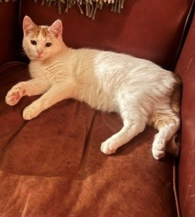 Heb jij Buba, Pinky of Mickey gezien? Deze 15 huisdieren worden in Apeldoorn vermist