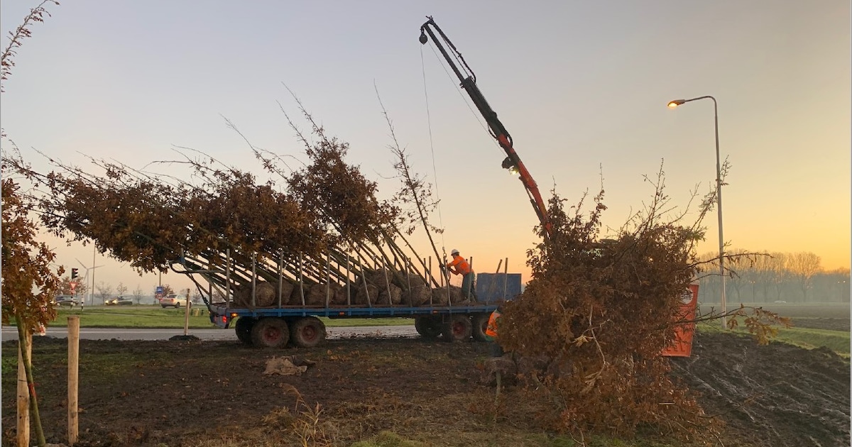 Provincie plant komende weken nieuwe bomen langs Gooiseweg bij Zeewolde