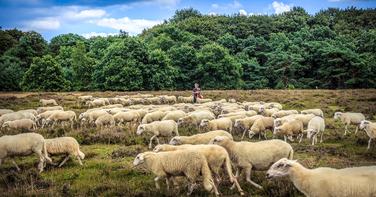 Echt-Susteren zet schaapskudde in voor groenbeheer