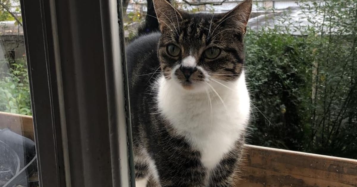 Heb jij Nugget, Lizzie of Meggy gezien? Deze drie huisdieren worden in Maastricht vermist