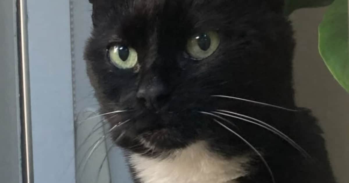 Heb jij Alex, Roosje of Lucifer gezien? Deze 10 huisdieren worden in Alkmaar vermist