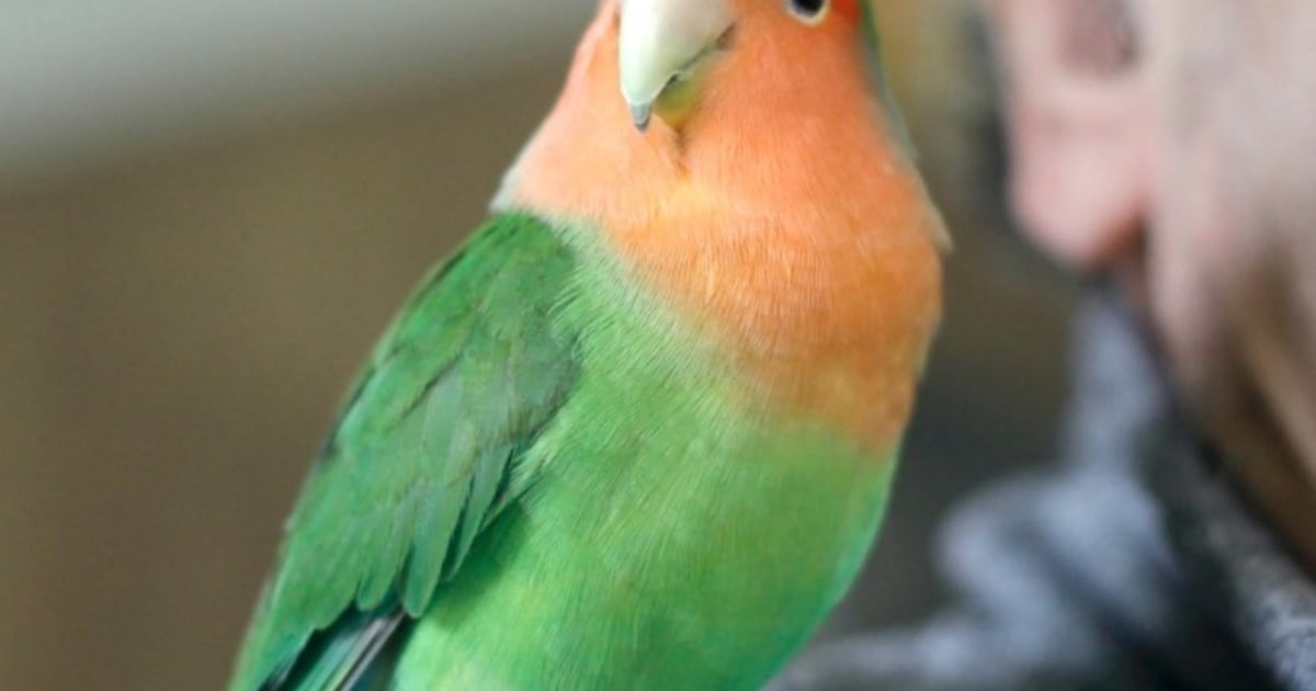 Heb jij Smurf gezien? Dit huisdier wordt in Lisse vermist