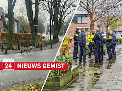 Gemist? Wolf zorgt voor onrust en wilde verhalen in Goor & Hasseler Es opgeschrikt door 100.000 klap