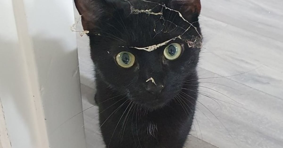 Heb jij Max gezien? Dit huisdier wordt in Kapelle vermist