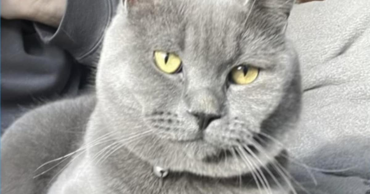 Heb jij Louie of Rocky gezien? Deze twee huisdieren worden in Zwijndrecht vermist