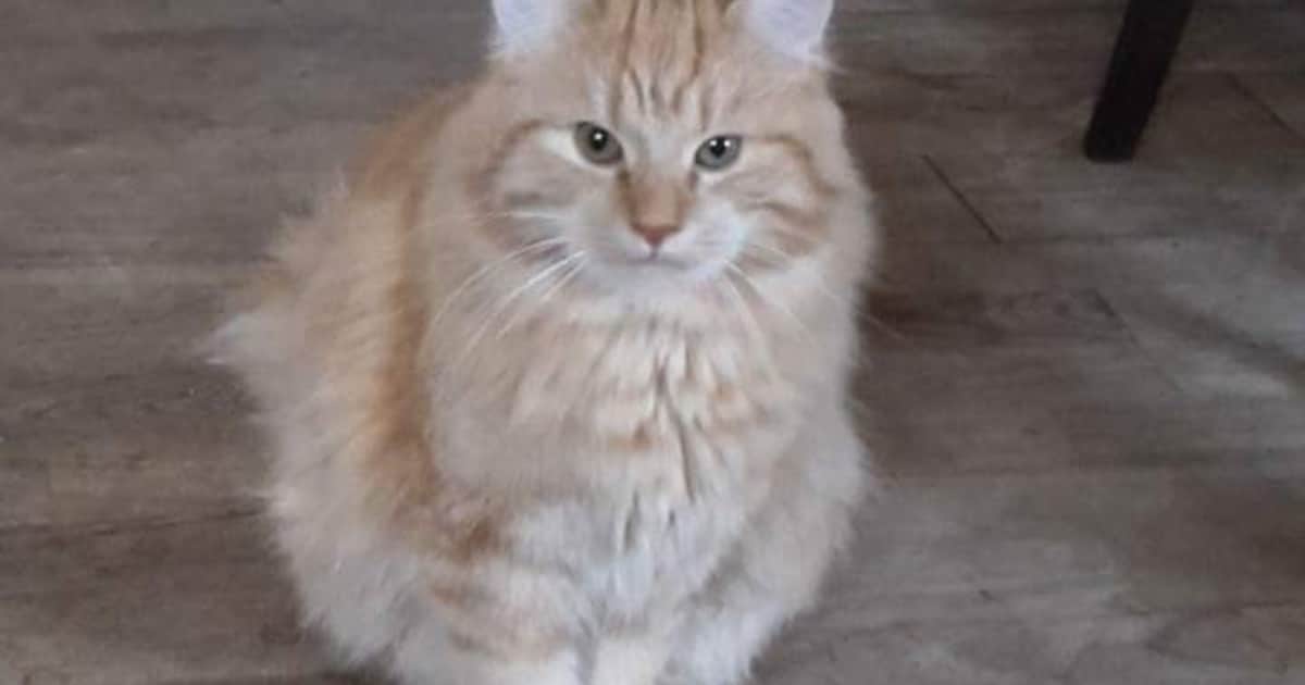 Heb jij Petty gezien? Dit huisdier wordt in Pekela vermist