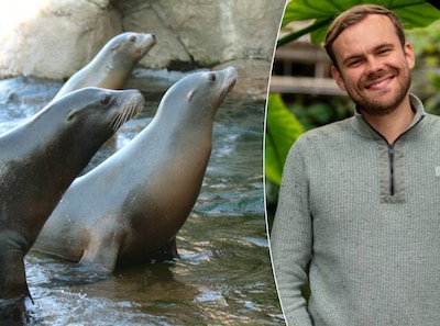 Jonge zeeleeuwen verruilen Blijdorp voor dierentuin in Tunesië: ‘Een mooie match’