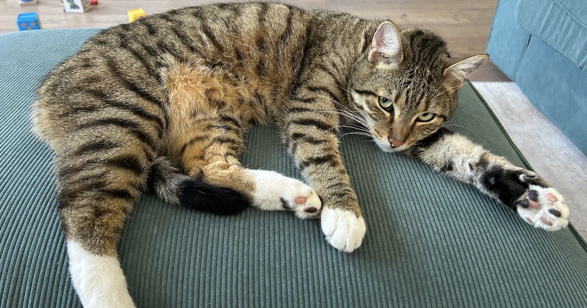 Heb jij Milo gezien? Dit huisdier wordt in Maasdriel vermist