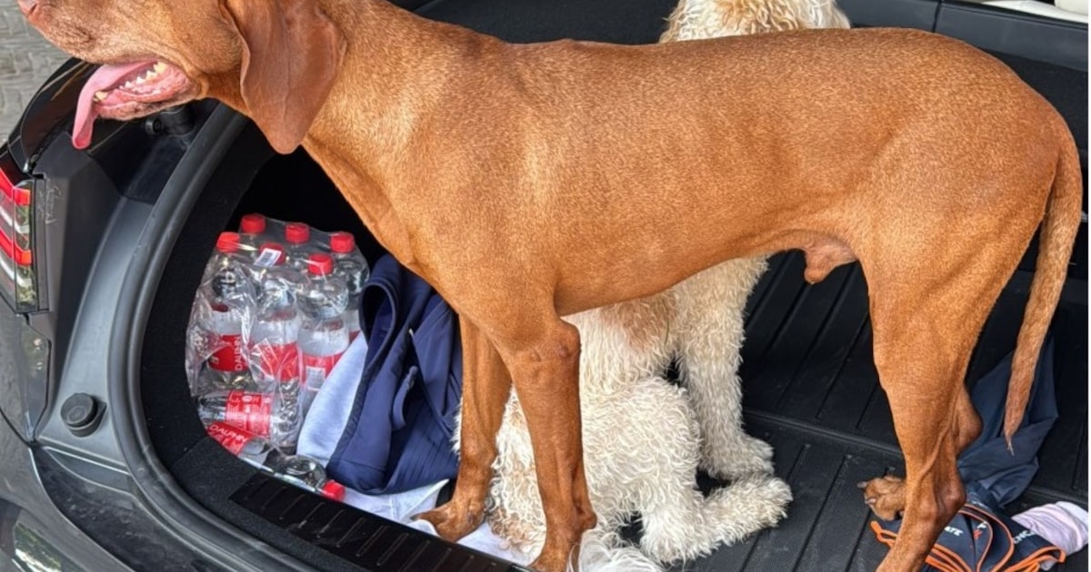 Heb jij Gizmo gezien? Dit huisdier wordt in Eemnes vermist