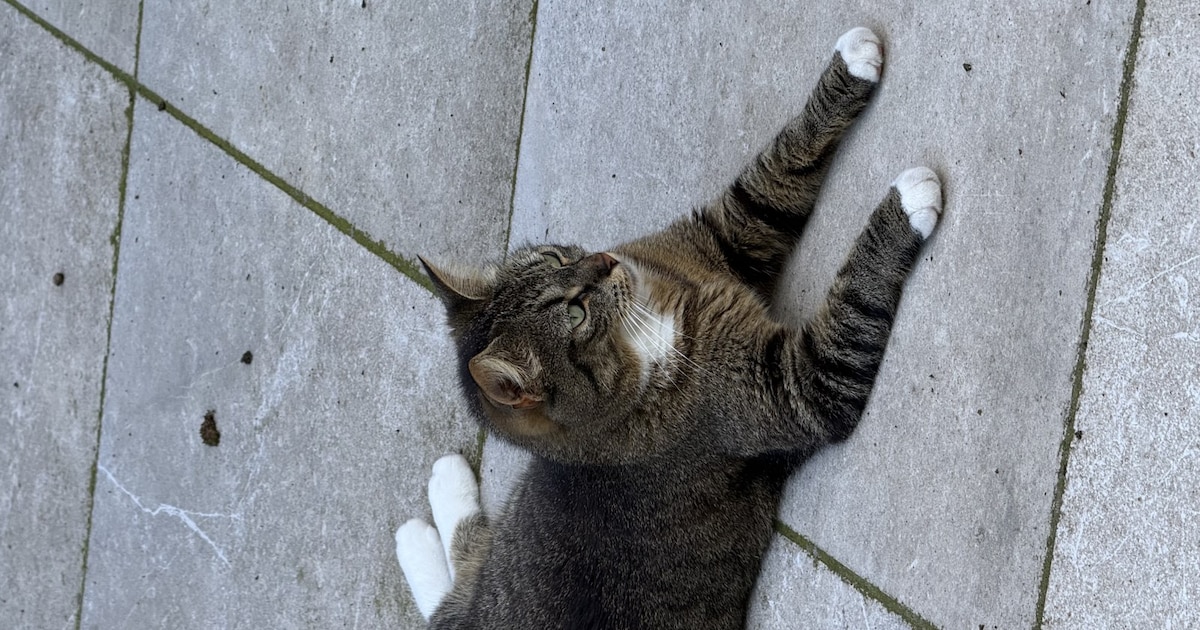 Heb jij Kiki, Spike of Maurits gezien? Deze vier huisdieren worden in Ridderkerk vermist