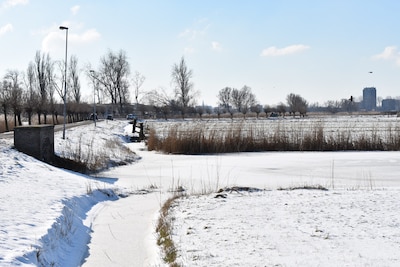 Hot? These winter photos of Haarlem will help you cool down