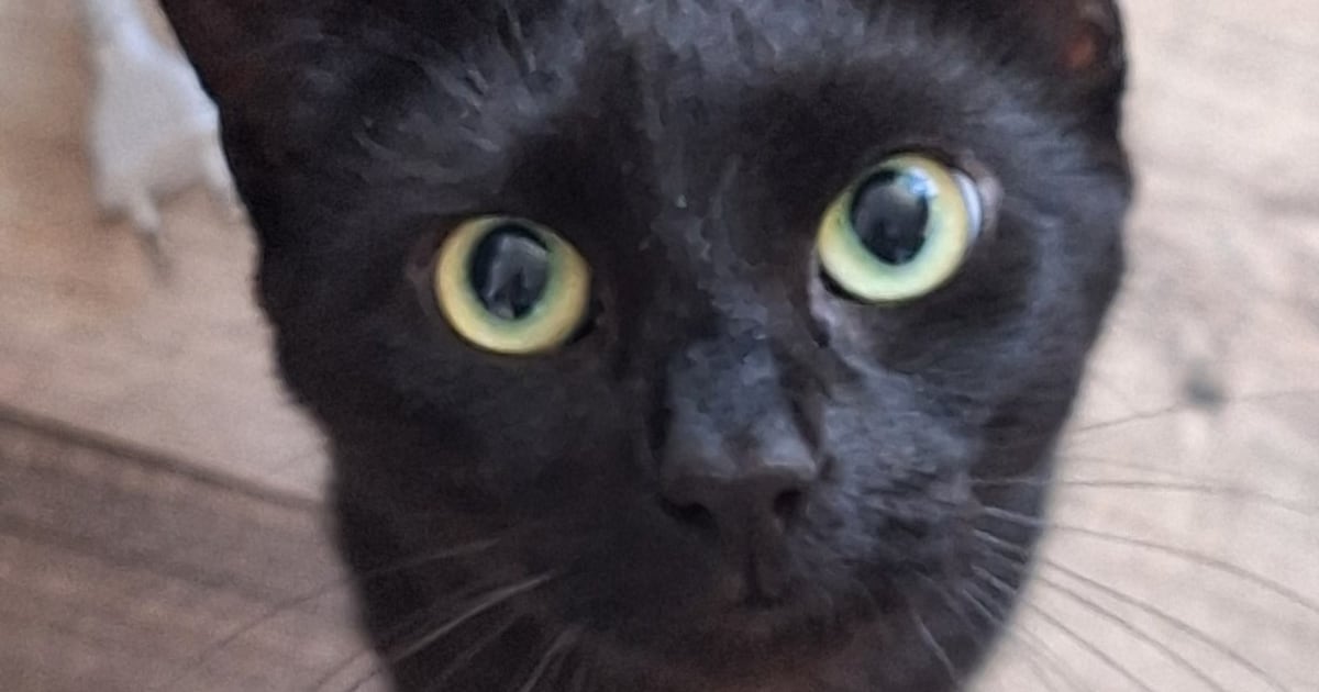 Heb jij Toosje gezien? Dit huisdier wordt in Venray vermist