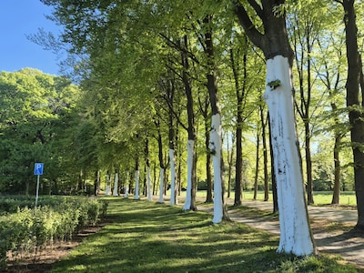 Spierwitte bomen in het Enschedese Abraham Ledeboerpark? Dit is er aan de hand