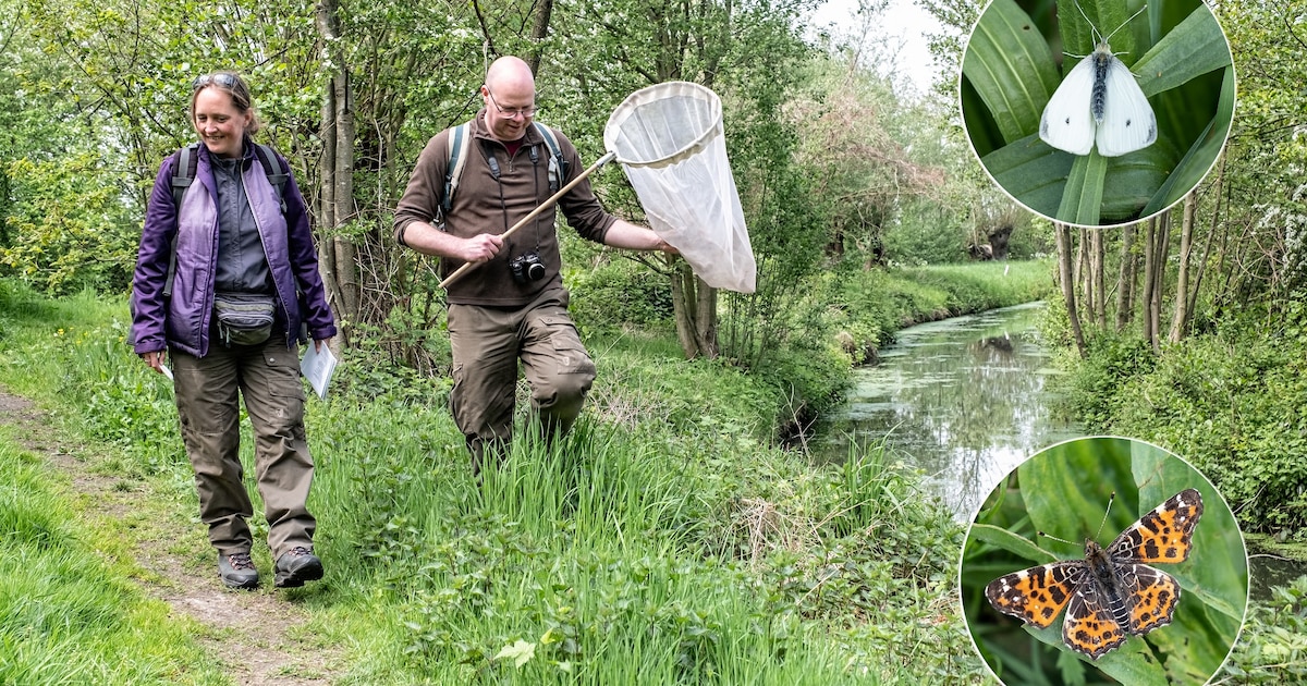 Dankzij heerlijk tripelbier vinden Remco en Violet nachtvlinders in Soest: een goudmijn voor hele pr