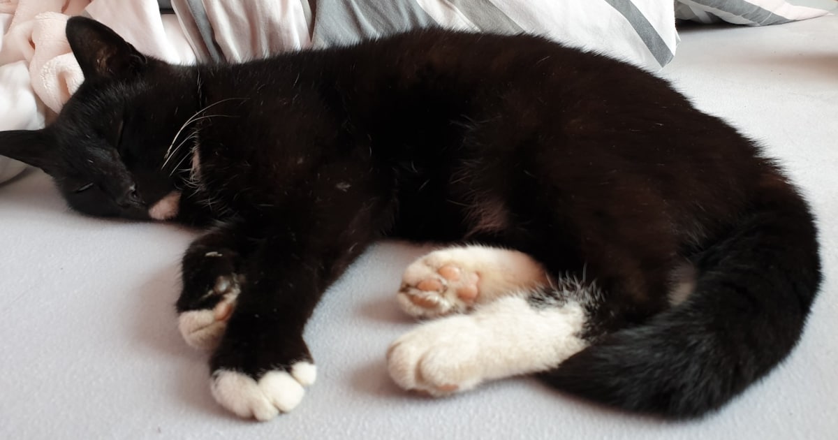 Heb jij Kleine of Belle gezien? Deze twee huisdieren worden in Weststellingwerf vermist