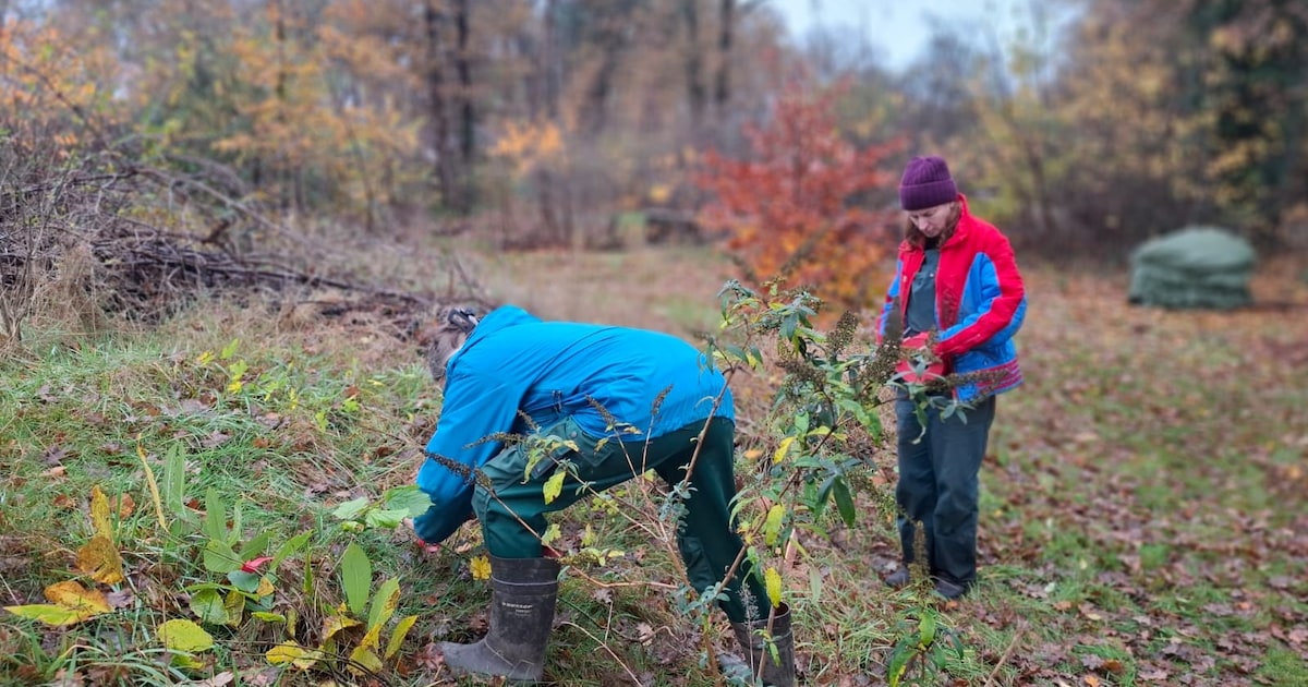 Dit populaire groenproject komt er binnenkort weer aan in Olst-Wijhe