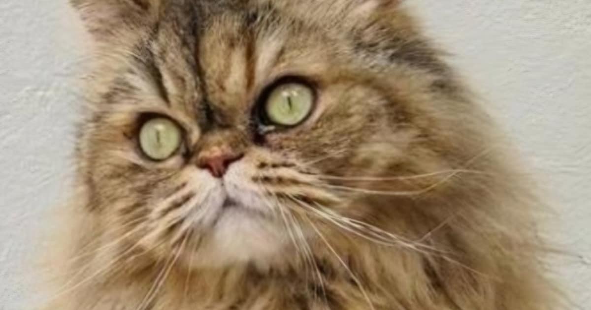 Heb jij Iepie, Archie of Milo gezien? Deze zeven huisdieren worden in Alkmaar vermist