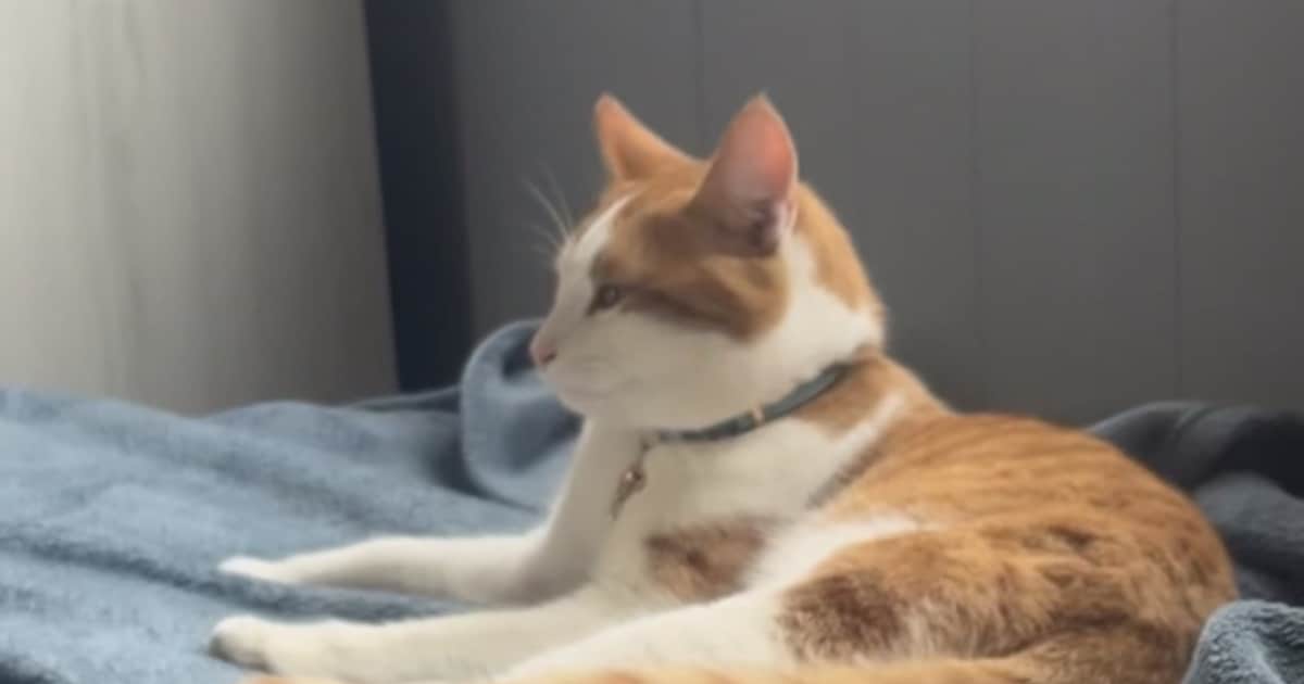 Heb jij Vicky, Jacky of Poek gezien? Deze vier huisdieren worden in Hardenberg vermist