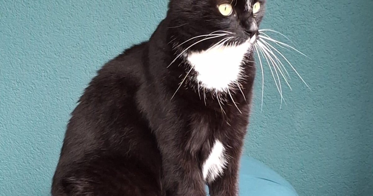 Heb jij Jip gezien? Dit huisdier wordt in Almelo vermist