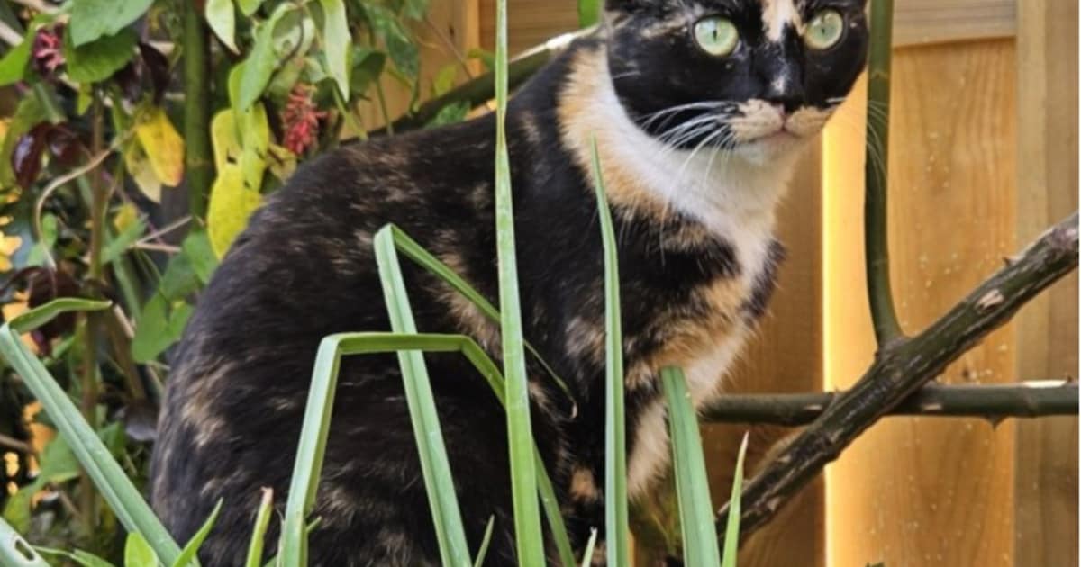 Heb jij Yang gezien? Dit huisdier wordt in Barendrecht vermist