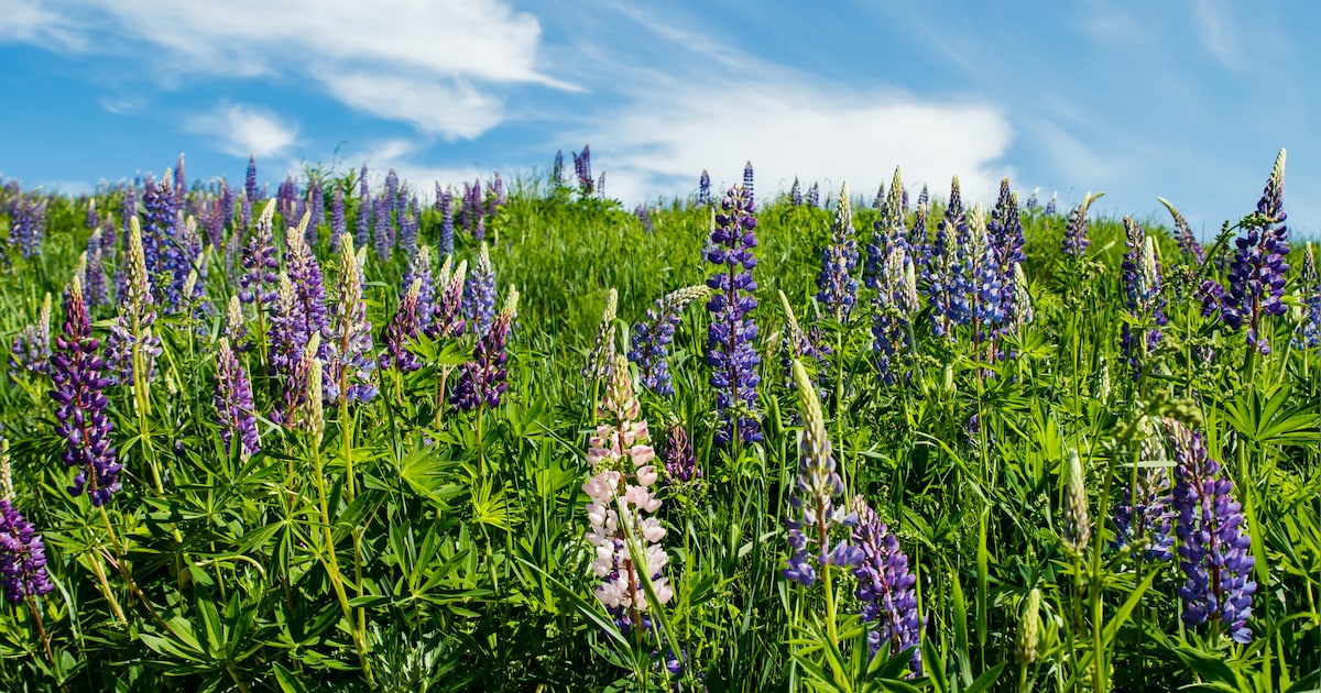 Kees Boele geeft lezing over planten en 'knagers' in Sprang-Capelle