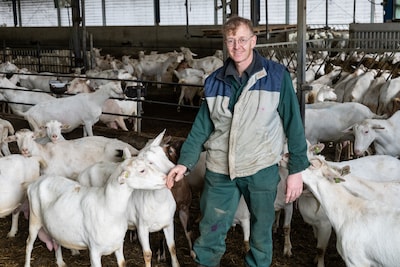 Hooglandse geitenboer Jos Tolboom moest zijn complete kudde vervangen door virus: ‘Alles was in één 