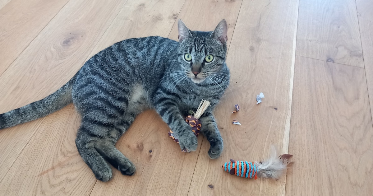 Heb jij Simba of Mimi gezien? Deze twee huisdieren worden in Roermond vermist