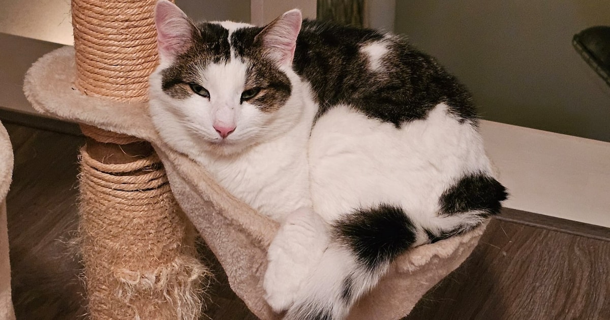 Heb jij Murphy of Karel gezien? Deze twee huisdieren worden in Borsele vermist