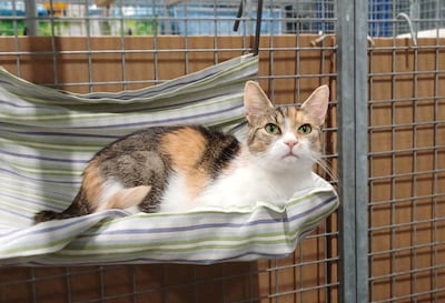 Beautyqueen Mango zoekt een thuis waar ze haar lange snorharen kan showen