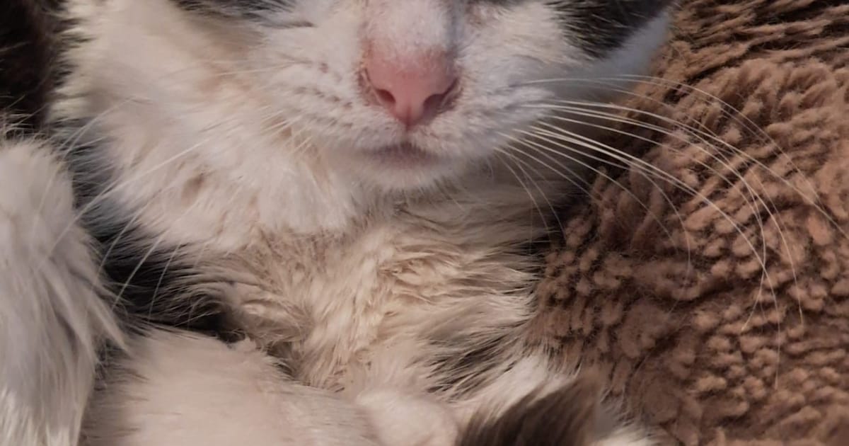 Heb jij Misty gezien? Dit huisdier wordt in Oirschot vermist