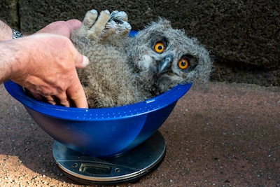 Wilde oehoes broeden opnieuw in Burgers' Zoo