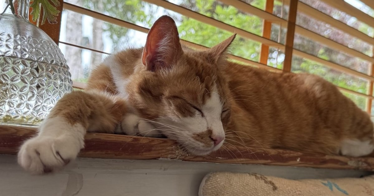 Heb jij Stitch, Bram of Loesje gezien? Deze vier huisdieren worden in Delft vermist