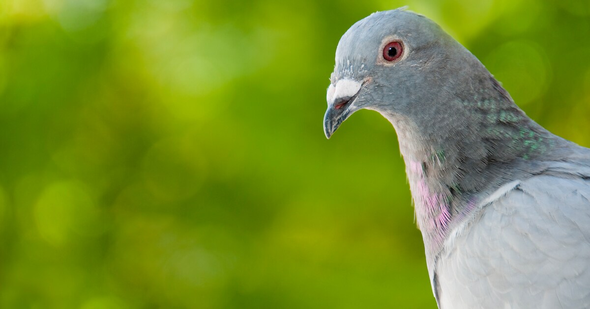 OM eist celstraffen tegen vier Litouwers die 96 postduiven stalen in Steggerda: ‘Luna is een Ferrari
