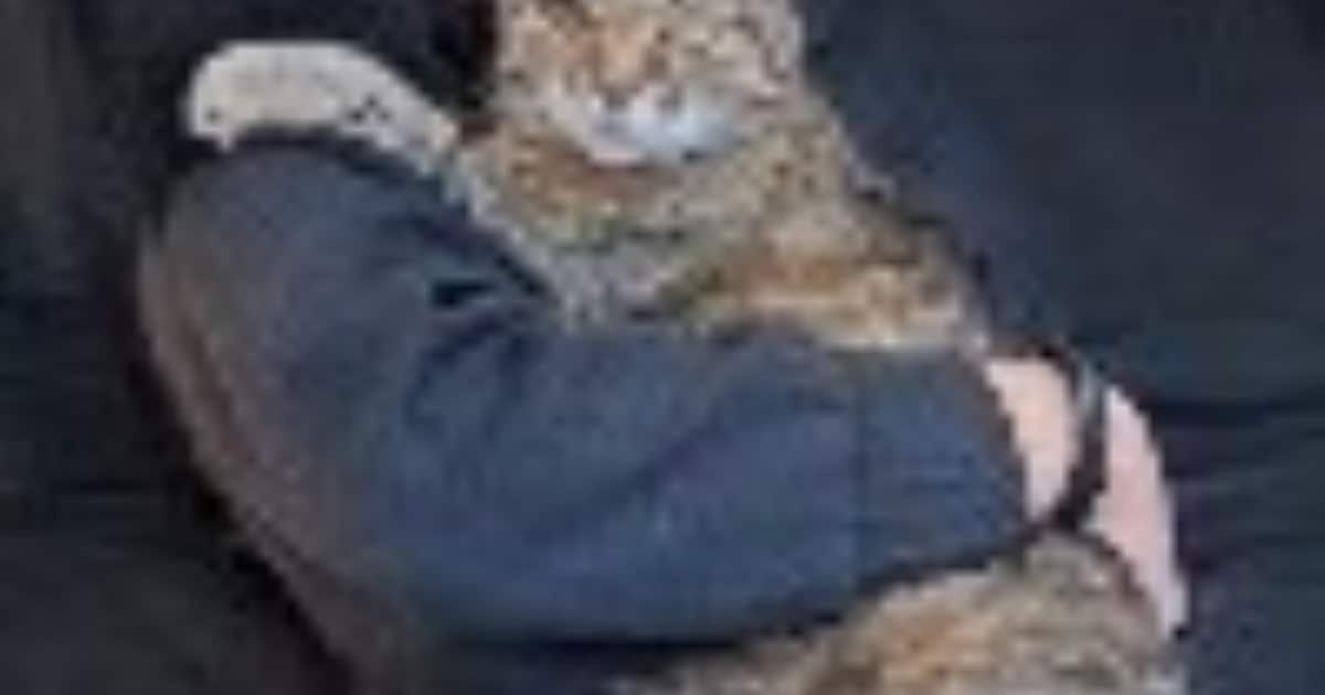 Heb jij Jacky gezien? Dit huisdier wordt in Gulpen-Wittem vermist