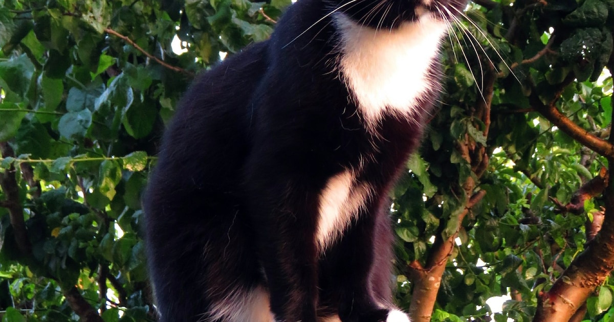 Heb jij Mau gezien? Dit huisdier wordt in Hillegom vermist