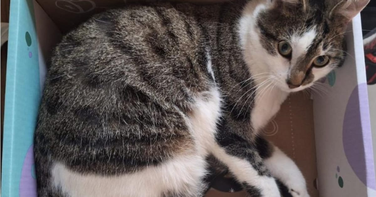 Heb jij Nookie gezien? Dit huisdier wordt in De Bilt vermist