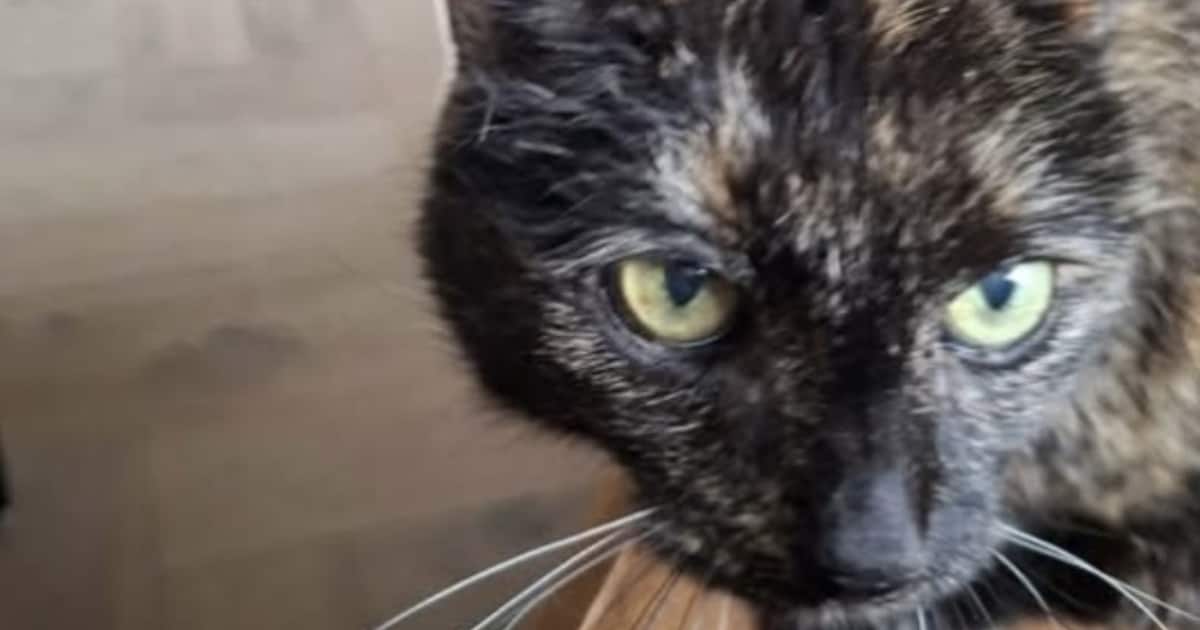 Heb jij Mica of Nibbit gezien? Deze twee huisdieren worden in Ooststellingwerf vermist