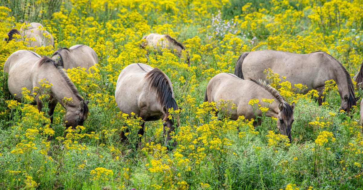Snel groeiend Sint-jacobskruiskruid gevaarlijk voor zoogdieren, maar Nijkerk wil het niet overal ver