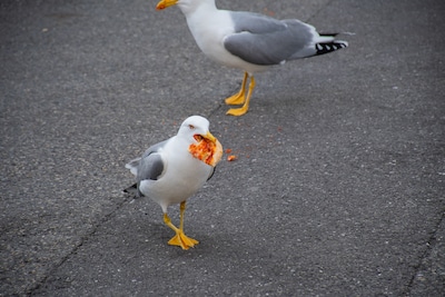 Stel uit Vlijmen ontkent vlees aan vogels te voeren en gaat in beroep tegen dwangsommen