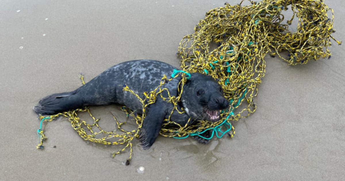 Ecomare had het druk: drie jonge zeehonden uit netten bevrijd op Texel