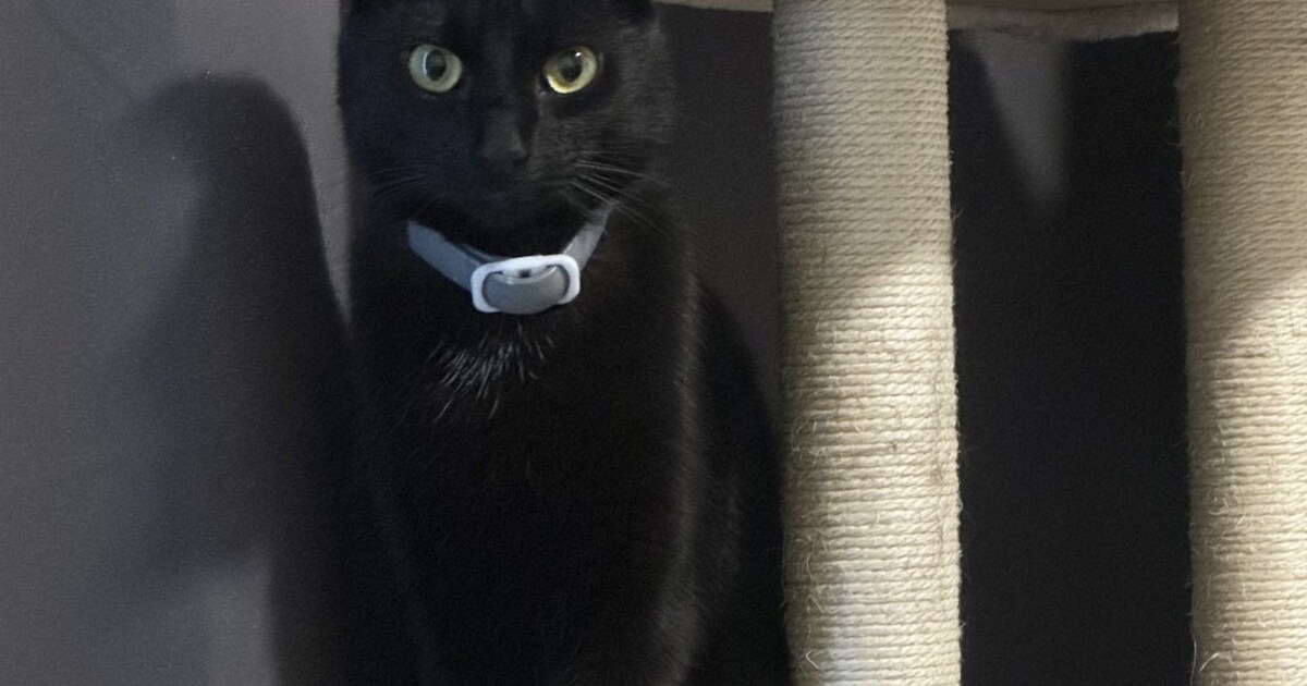 Heb jij Yumi, Snow of Luna gezien? Deze zes huisdieren worden in Heemskerk vermist