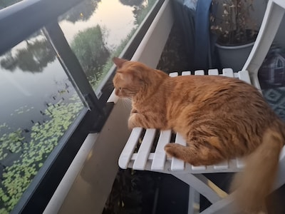 Heb jij Charly, Moana of Flame gezien? Deze vier huisdieren worden in Veenendaal vermist