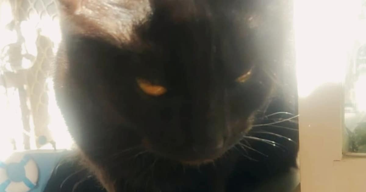 Heb jij Blacky, Max of Muis gezien? Deze vijf huisdieren worden in Hollands Kroon vermist