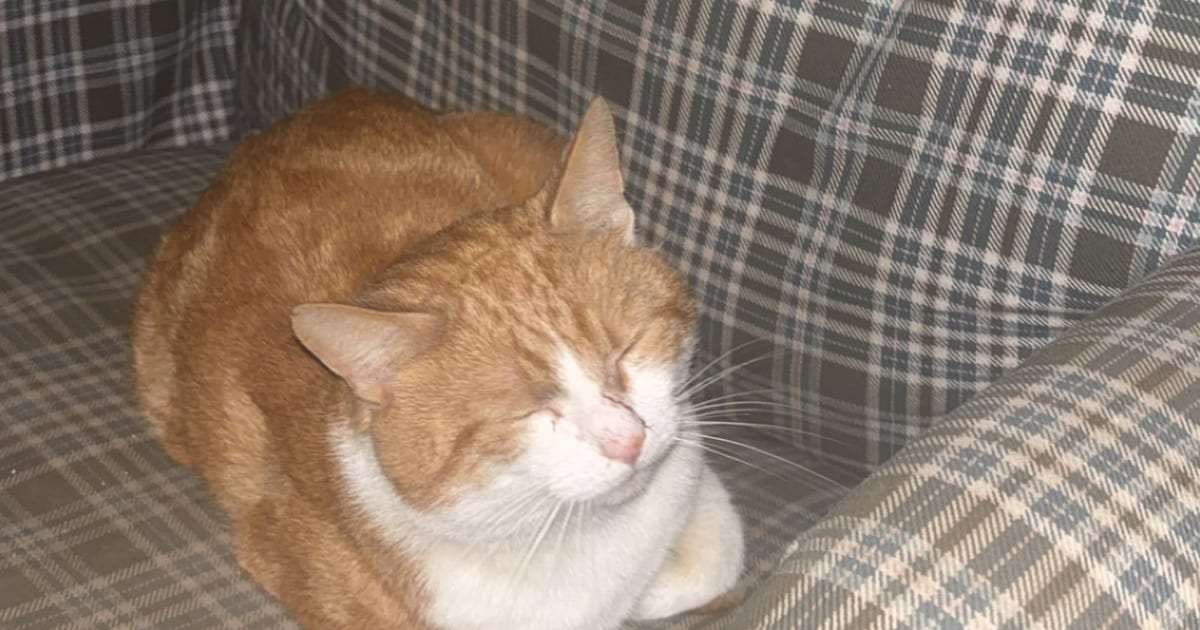 Heb jij Snor/Snorretje gezien? Dit huisdier wordt in Lisse vermist