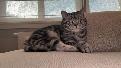 Heb jij Missy, Poekie of Tijgetje gezien? Deze vier huisdieren worden in Zoetermeer vermist