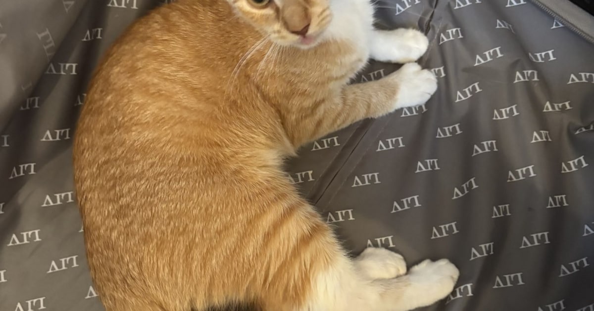 Heb jij Bob, Zorah of Bengi gezien? Deze vier huisdieren worden in Castricum vermist