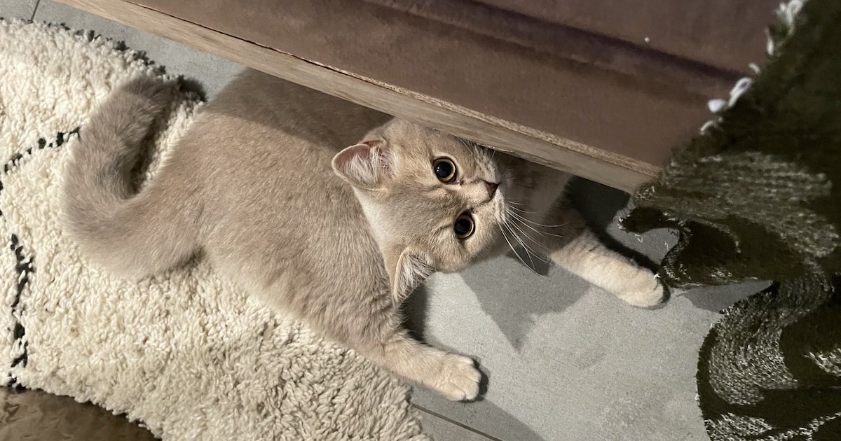 Heb jij Lilly gezien? Dit huisdier wordt in Bloemendaal vermist