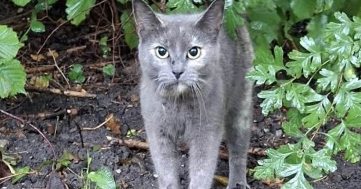Heb jij Lilo gezien? Dit huisdier wordt in Enkhuizen vermist